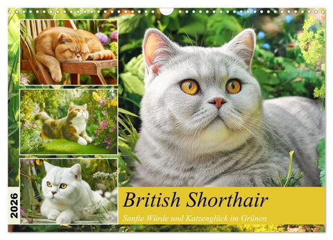 British Shorthair. Sanfte Würde und Katzenglück im Grünen (Wandkalender 2026 DIN A3 quer), CALVENDO Monatskalender