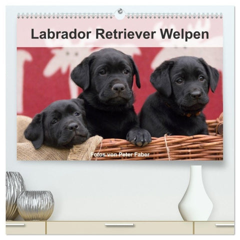 Labrador Retriever Welpen (hochwertiger Premium Wandkalender 2027 DIN A2 quer), Kunstdruck in Hochglanz
