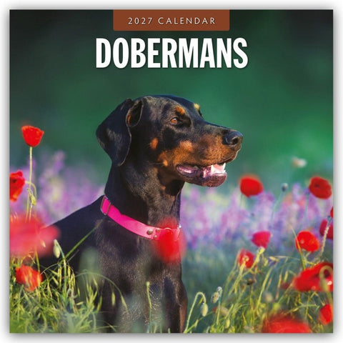Dobermans – Dobermann 2027 – 16-Monatskalender