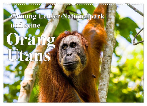 Gunung Leuser Nationalpark und seine Orang Utans (Wandkalender 2027 DIN A2 quer), CALVENDO Monatskalender