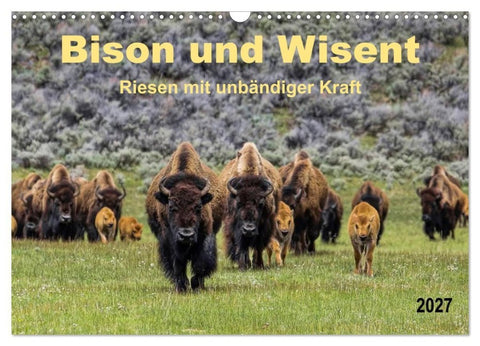 Bison und Wisent - Riesen mit unbändiger Kraft (Wandkalender 2027 DIN A3 quer), CALVENDO Monatskalender