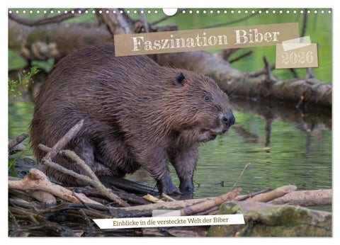 Faszination Biber (Wandkalender 2026 DIN A3 quer), CALVENDO Monatskalender