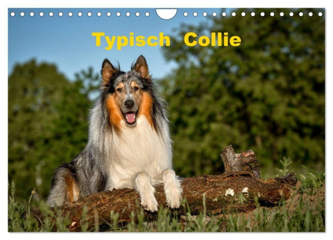 Typisch Collie (Wandkalender 2027 DIN A4 quer), CALVENDO Monatskalender