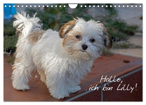 Hallo, ich bin Lilly (Wandkalender 2027 DIN A4 quer), CALVENDO Monatskalender