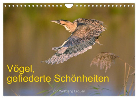 Vögel, Gefiederte Schönheiten (Wandkalender 2027 DIN A4 quer), CALVENDO Monatskalender
