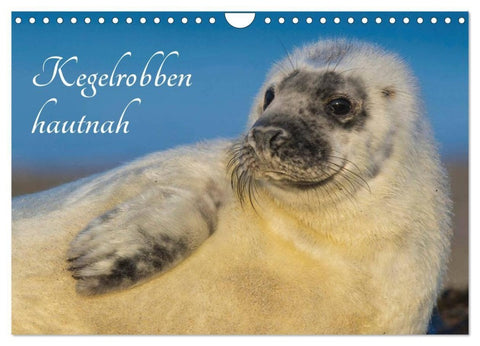Kegelrobben hautnah (Wandkalender 2027 DIN A4 quer), CALVENDO Monatskalender