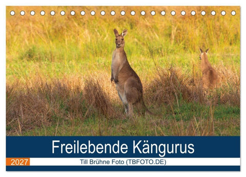Freilebende Kängurus (Tischkalender 2027 DIN A5 quer), CALVENDO Monatskalender