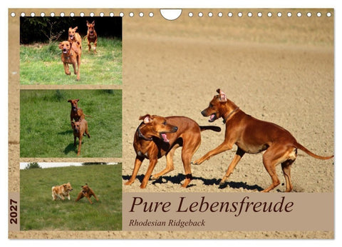 Rhodesian Ridgeback, Pure Lebensfreude (Wandkalender 2027 DIN A4 quer), CALVENDO Monatskalender