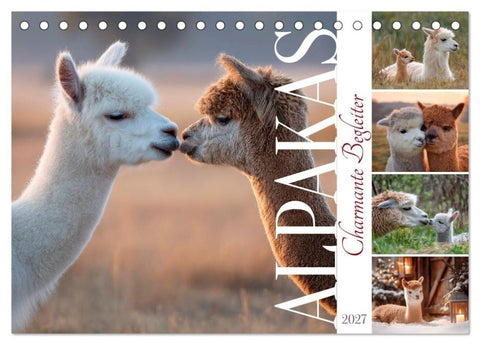 Alpakas - Charmante Begleiter (Tischkalender 2027 DIN A5 quer), CALVENDO Monatskalender