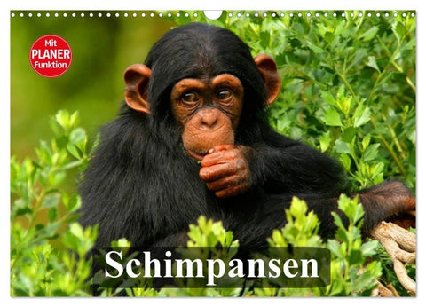 Schimpansen (Wandkalender 2027 DIN A3 quer), CALVENDO Monatskalender
