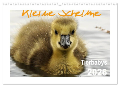 Kleine Schelme - Tierbabys (Wandkalender 2026 DIN A3 quer), CALVENDO Monatskalender