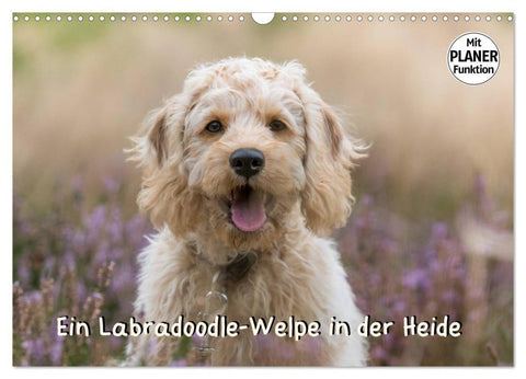 Ein Labradoodle-Welpe in der Heide (Wandkalender 2026 DIN A3 quer), CALVENDO Monatskalender