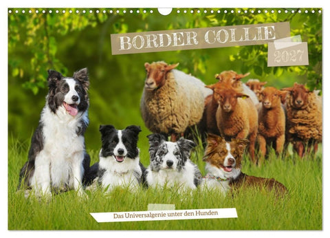 Border Collie - Das Universalgenie unter den Hunden (Wandkalender 2027 DIN A3 quer), CALVENDO Monatskalender