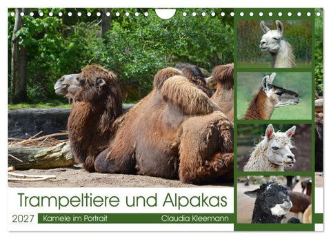 Trampeltiere und Alpakas (Wandkalender 2027 DIN A4 quer), CALVENDO Monatskalender
