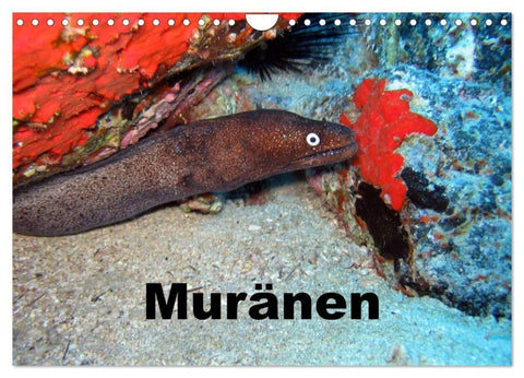 Muränen (Wandkalender 2027 DIN A4 quer), CALVENDO Monatskalender