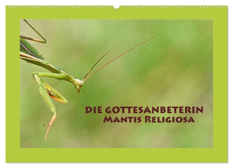 Die Gottesanbeterin Mantis Religiosa (Wandkalender 2027 DIN A2 quer), CALVENDO Monatskalender