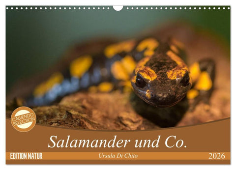 Salamander und Co. (Wandkalender 2026 DIN A3 quer), CALVENDO Monatskalender