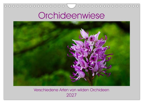 Orchideenwiese 2027 (Wandkalender 2027 DIN A4 quer), CALVENDO Monatskalender