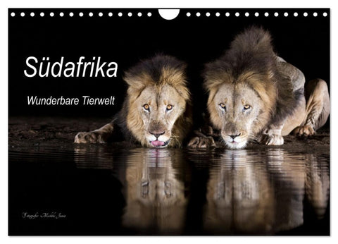 Südafrika wunderbare Tierwelt (Wandkalender 2026 DIN A4 quer), CALVENDO Monatskalender