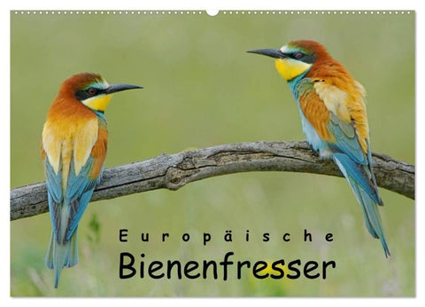 Europäische Bienenfresser (Wandkalender 2027 DIN A2 quer), CALVENDO Monatskalender