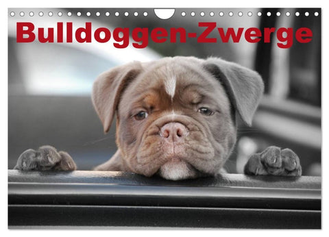 Bulldoggen-Zwerge (Wandkalender 2026 DIN A4 quer), CALVENDO Monatskalender