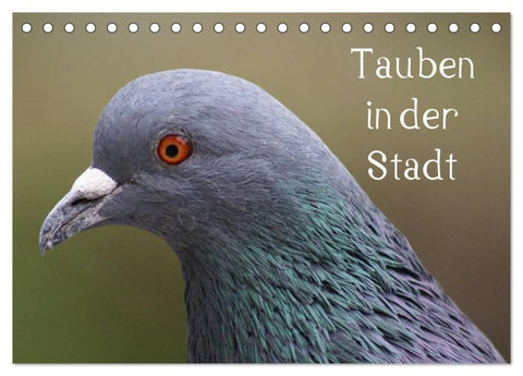Tauben in der Stadt (Tischkalender 2027 DIN A5 quer), CALVENDO Monatskalender