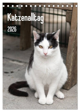 Katzenalltag 2026 (Tischkalender 2026 DIN A5 hoch), CALVENDO Monatskalender