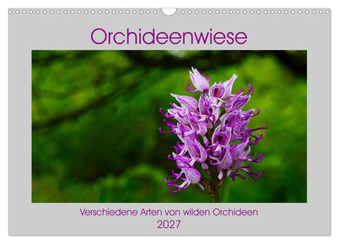 Orchideenwiese 2027 (Wandkalender 2027 DIN A3 quer), CALVENDO Monatskalender