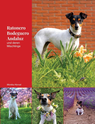 Ratonero Bodeguero Andaluz