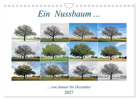 Ein Nussbaum von Januar bis Dezember (Wandkalender 2027 DIN A4 quer), CALVENDO Monatskalender