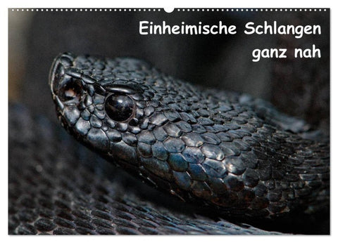 Einheimische Schlangen ganz nah (Wandkalender 2027 DIN A2 quer), CALVENDO Monatskalender