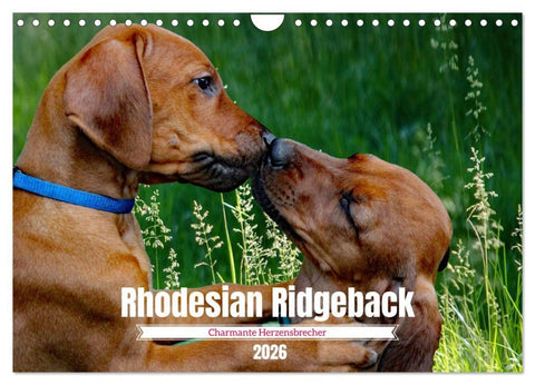 Rhodesian Ridgeback, Charmante Herzensbrecher (Wandkalender 2026 DIN A4 quer), CALVENDO Monatskalender
