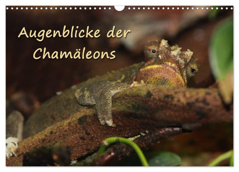 Augenblicke der Chamäleons (Wandkalender 2027 DIN A3 quer), CALVENDO Monatskalender