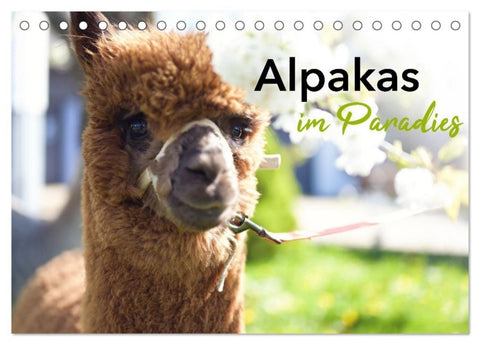 Alpakas im Paradies (Tischkalender 2027 DIN A5 quer), CALVENDO Monatskalender