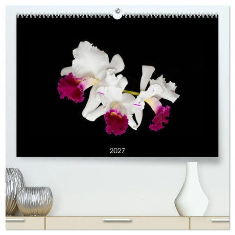 Leuchtende Cattleyen (hochwertiger Premium Wandkalender 2027 DIN A2 quer), Kunstdruck in Hochglanz