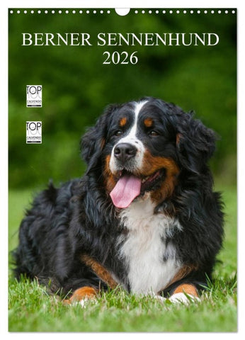 Berner Sennenhund 2026 (Wandkalender 2026 DIN A3 hoch), CALVENDO Monatskalender