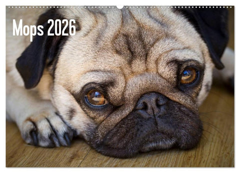Mops 2026 (Wandkalender 2026 DIN A2 quer), CALVENDO Monatskalender