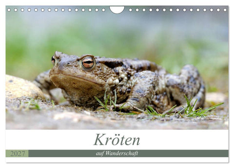 Kröten auf Wanderschaft (Wandkalender 2027 DIN A4 quer), CALVENDO Monatskalender