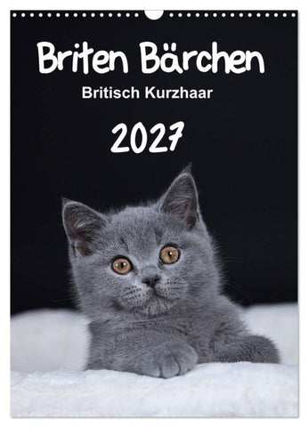 Briten Bärchen – Britisch Kurzhaar 2027 (Wandkalender 2027 DIN A3 hoch), CALVENDO Monatskalender