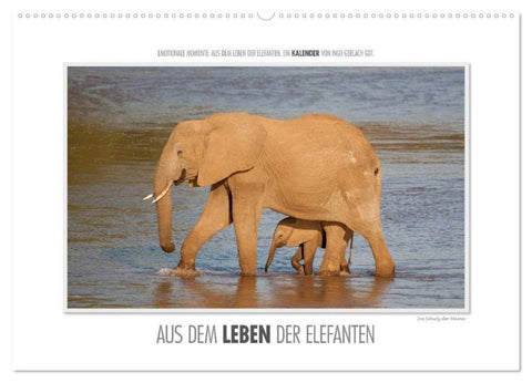 Emotionale Momente: Aus dem Leben der Elefanten. / CH-Version (Wandkalender 2027 DIN A2 quer), CALVENDO Monatskalender