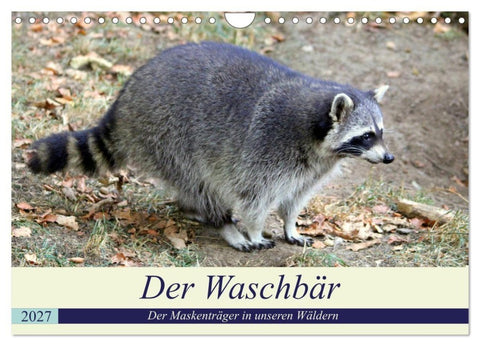 Der Waschbär - Der Maskenträger in unseren Wäldern (Wandkalender 2027 DIN A4 quer), CALVENDO Monatskalender