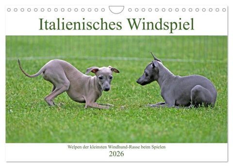 Italienisches Windspiel (Wandkalender 2026 DIN A4 quer), CALVENDO Monatskalender
