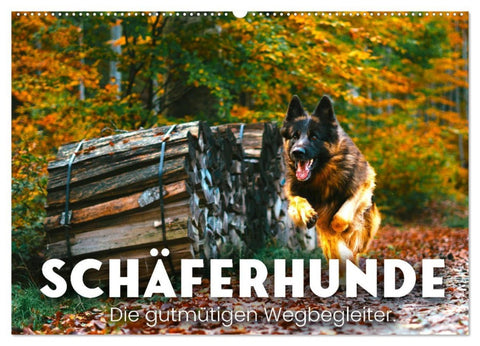 Schäferhunde - Die gutmütigen Wegbegleiter. (Wandkalender 2026 DIN A2 quer), CALVENDO Monatskalender