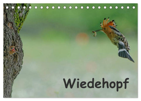 Wiedehopf (Tischkalender 2027 DIN A5 quer), CALVENDO Monatskalender