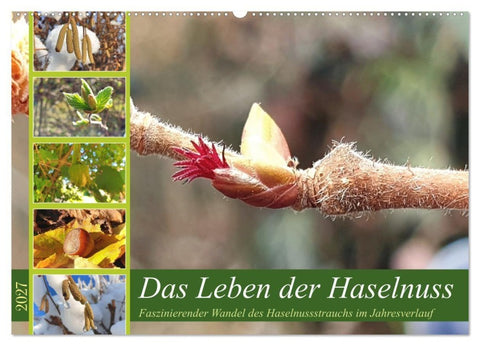 Das Leben der Haselnuss (Wandkalender 2027 DIN A2 quer), CALVENDO Monatskalender
