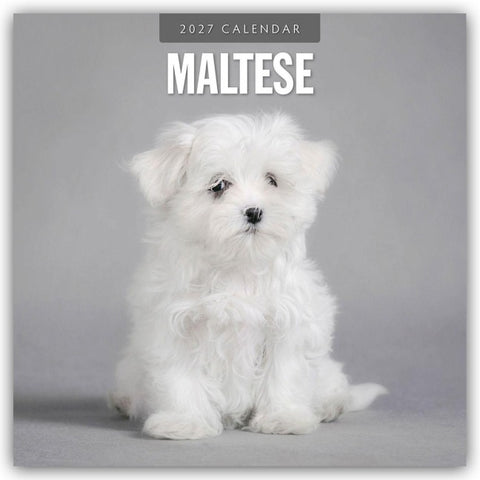 Maltese – Malteser 2027 – 16-Monatskalender