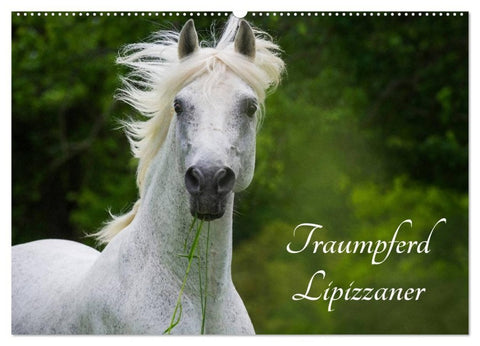 Traumpferd Lipizzaner (Wandkalender 2027 DIN A2 quer), CALVENDO Monatskalender
