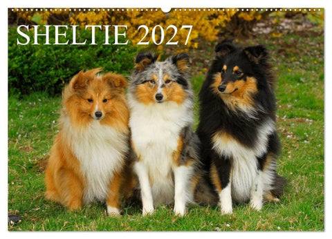Sheltie 2027 (Wandkalender 2027 DIN A2 quer), CALVENDO Monatskalender