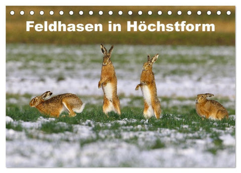 Feldhasen in Höchstform (Tischkalender 2027 DIN A5 quer), CALVENDO Monatskalender