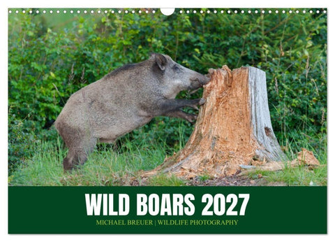 Wild Boars (Wall Calendar 2027 DIN A3 landscape), CALVENDO 12 Month Wall Calendar